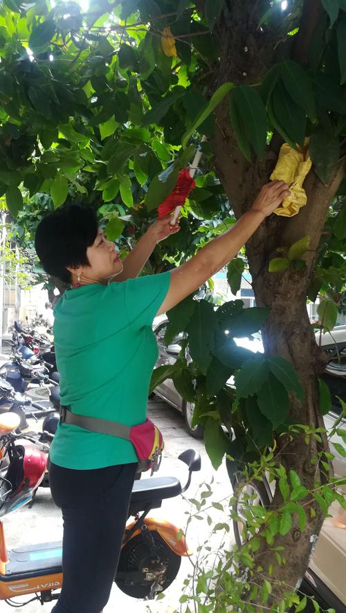 9月15日,港西小区物业管理姚主任带领绿化,卫生人员,落实"灭蚊防病"